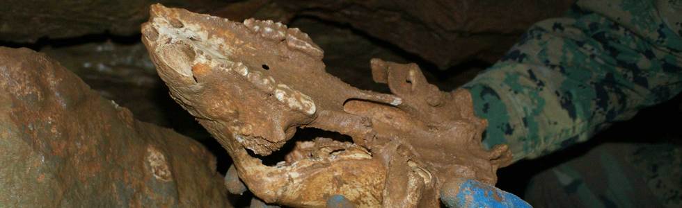 bear skull found with ice age bones