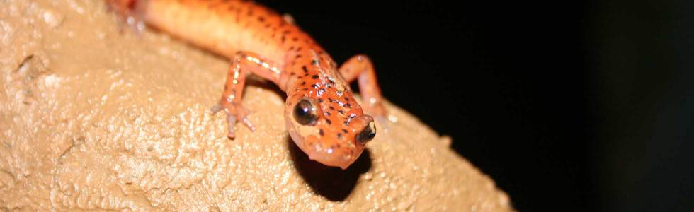 upclose salamander face