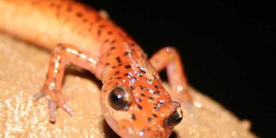 cave salamander up close