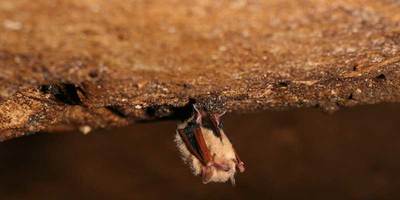 cave bat hanging from ceiling