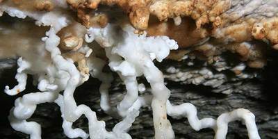 delicate helictite formations