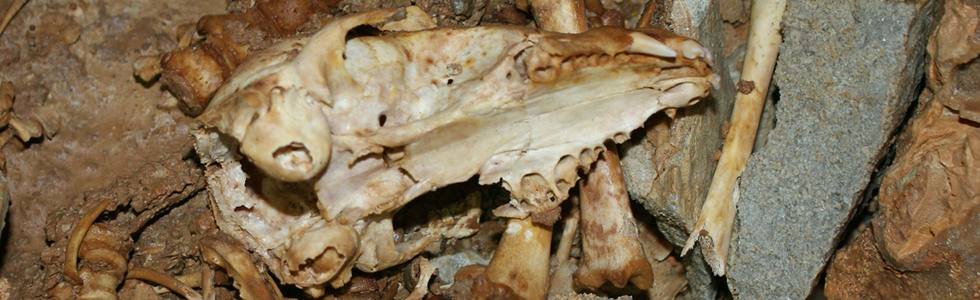 fisher skeleton