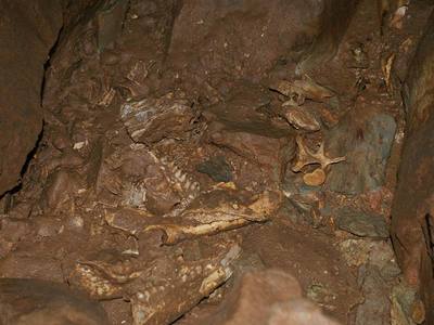 peccary skeleton laying on cave floor