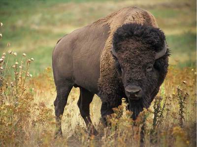 large bison standing in field