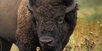close up of bison face