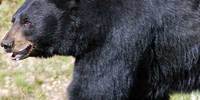 close up of black bear face