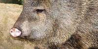 close up of peccary face