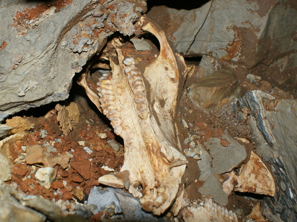 Peccary Upper Jaw