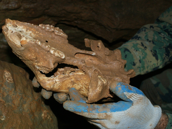 Bear Skull