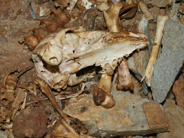 Fisher Skeleton