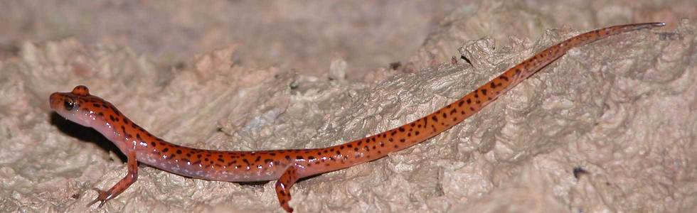 long cave salamander stretched out on cave rocks